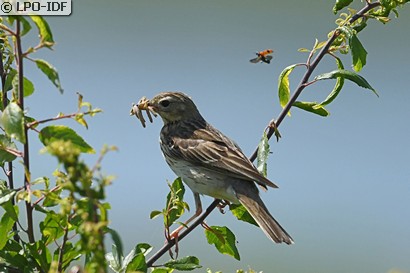 Pipit des arbres