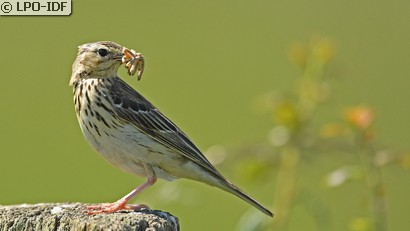 Pipit des arbres
