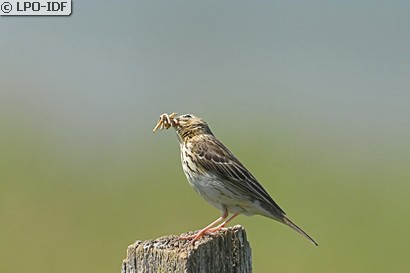 Pipit des arbres