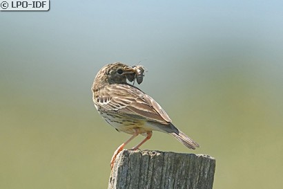 Pipit des arbres