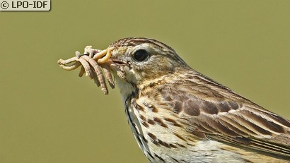 Pipit des arbres