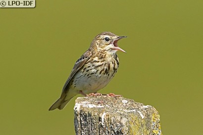 Pipit des arbres