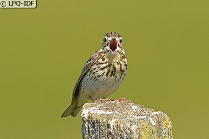 Pipit des arbres