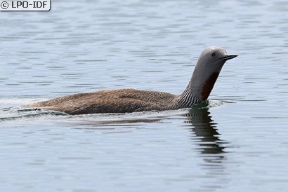 Plongeon catmarin
