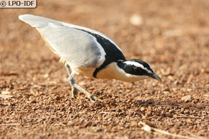 Pluvian fluviatile