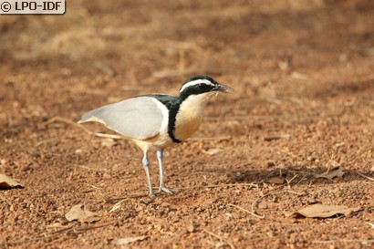 Pluvian fluviatile