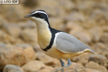 Pluvian fluviatile
