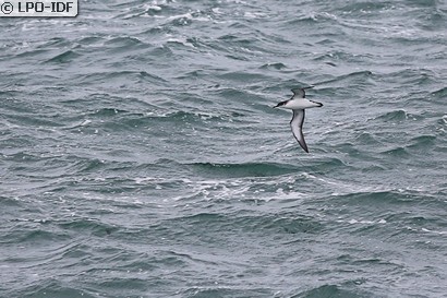 Puffin des Anglais