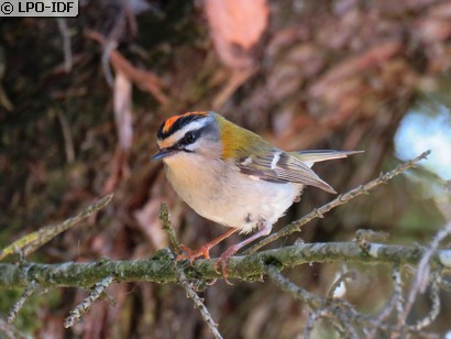Roitelet à triple bandeau