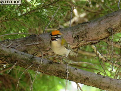 Roitelet à triple bandeau