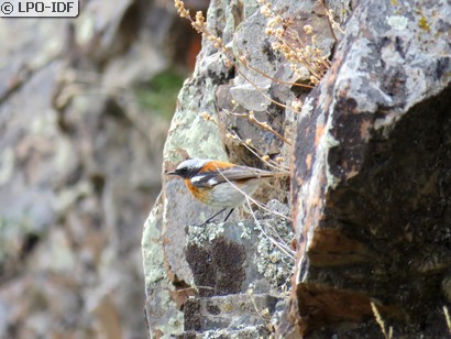 Rougequeue d'Eversmann