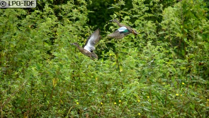 Sarcelle à ailes bleues