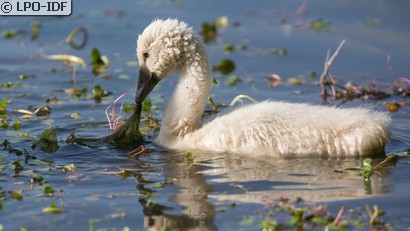 Cygne tuberculé