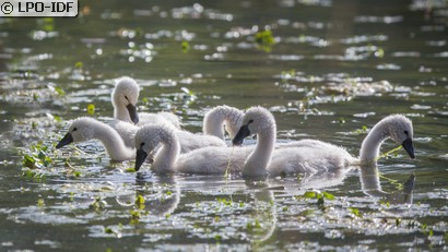 Cygne tuberculé