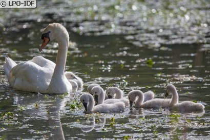 Cygne tuberculé