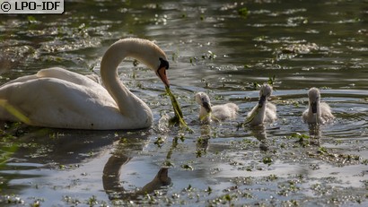 Cygne tuberculé