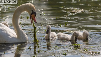 Cygne tuberculé