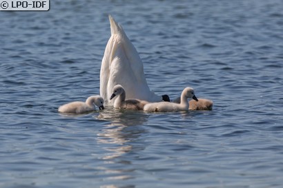Cygne tuberculé