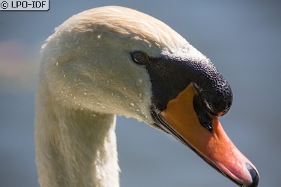 Cygne tuberculé