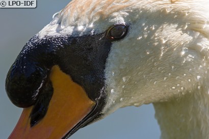 Cygne tuberculé