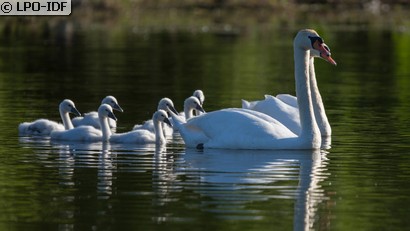 Cygne tuberculé