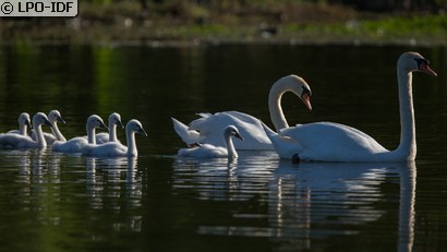 Cygne tuberculé