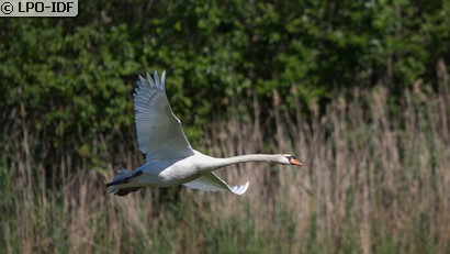 Cygne tuberculé
