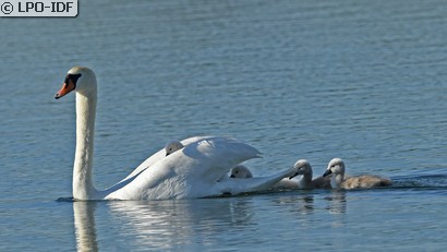 Cygne tuberculé