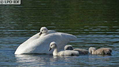 Cygne tuberculé