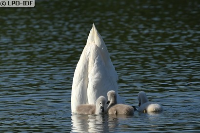 Cygne tuberculé