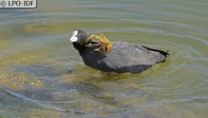 Foulque macroule