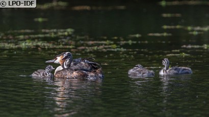 Grèbe huppé