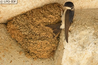 Hirondelle de fenêtre
