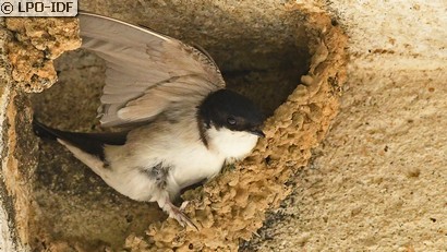 Hirondelle de fenêtre