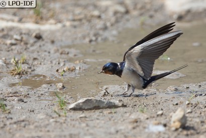 Hirondelle rustique