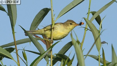 Hypolaïs polyglotte