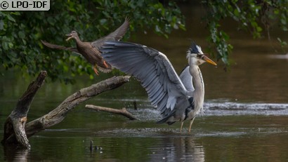 Héron cendré