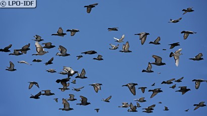 Pigeon biset