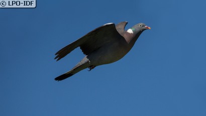 Pigeon ramier