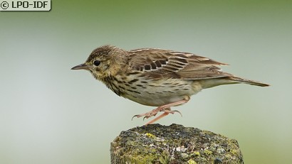 Pipit des arbres