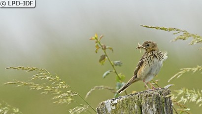 Pipit des arbres