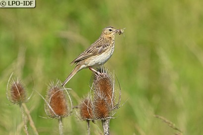 Pipit des arbres