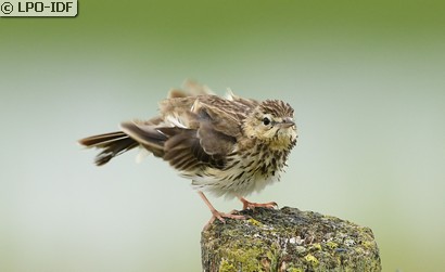 Pipit des arbres