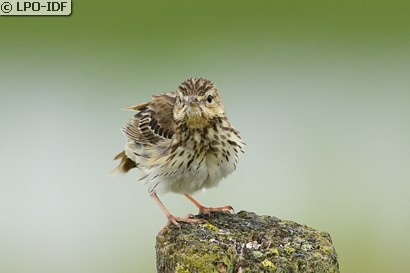 Pipit des arbres