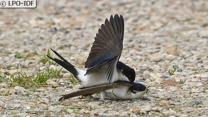 Hirondelle de fenêtre