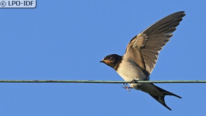 Hirondelle rustique