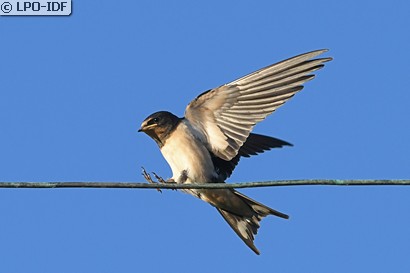 Hirondelle rustique