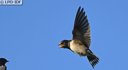 Hirondelle rustique