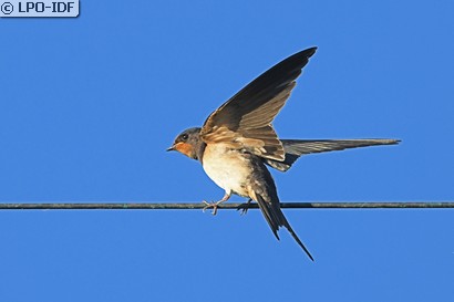 Hirondelle rustique