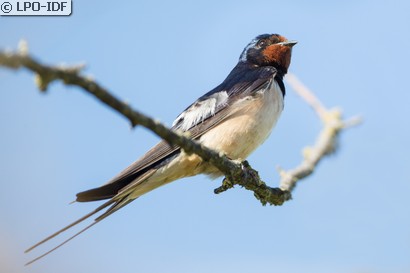 Hirondelle rustique